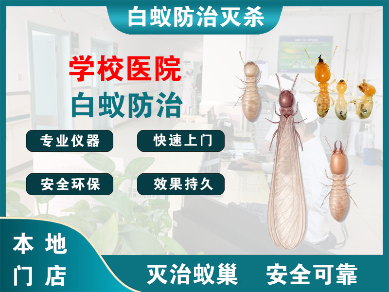 桐庐学校医院白蚁防治