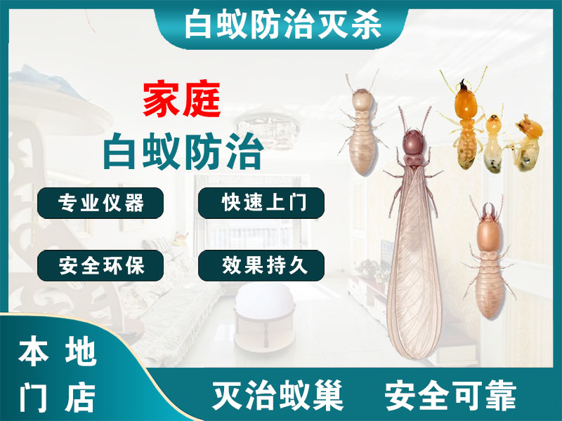 桐庐家庭白蚁防治